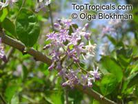 Ehretia rigida, Puzzle Bush

Click to see full-size image