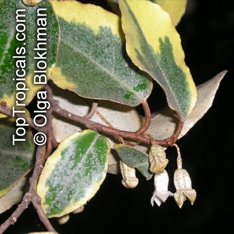 Elaeagnus pungens, Thorny Elaeagnus, Spotted Elaeagnus, Silverthorn