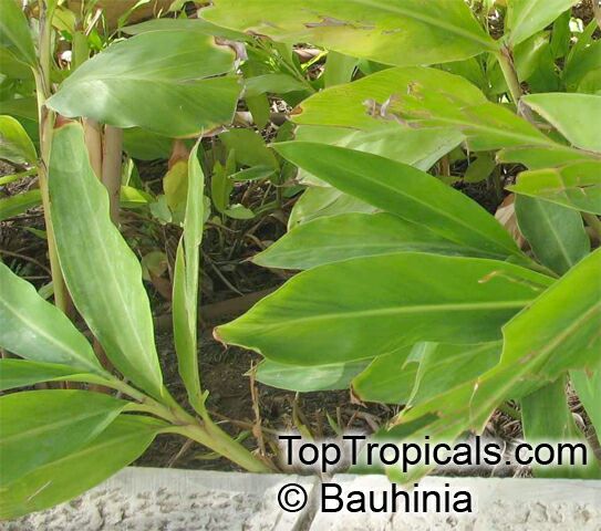 Elettaria cardamomum, Cardamom, Malabar Cardamom, Ceylon Cardamom