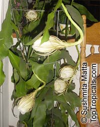 Epiphyllum oxypetalum, Belle de Nuit, Lady of the Night, Queen of the Night, Night blooming Cereus, Dutchman&apos;s Pipe