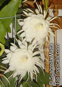 Epiphyllum oxypetalum, Belle de Nuit, Lady of the Night, Queen of the Night, Night blooming Cereus, Dutchman&apos;s Pipe
