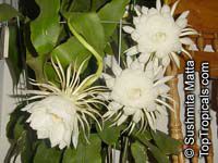 Epiphyllum oxypetalum, Belle de Nuit, Lady of the Night, Queen of the Night, Night blooming Cereus, Dutchman&apos;s Pipe