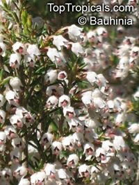 Erica arborea, Tree Heath, Bruyere 

Click to see full-size image