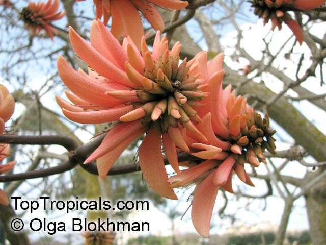 Erythrina caffra, Erythrina constantiana, Erythrina insignis, South African Coral tree, Kaffirboom