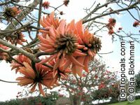 Erythrina caffra, Erythrina constantiana, Erythrina insignis, South African Coral tree, Kaffirboom

Click to see full-size image