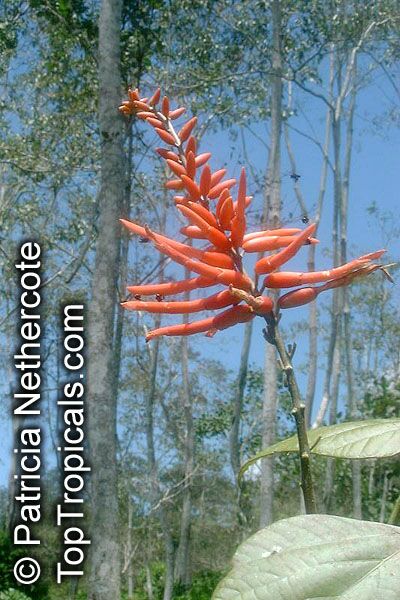 Altura: 35 cm Chamaerops Humilis Cerifera Árboles de Botanicly 2 × Palmera Enana