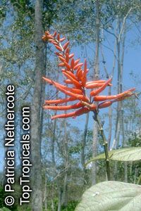 Erythrina coralloides, Naked Coral Tree

Click to see full-size image