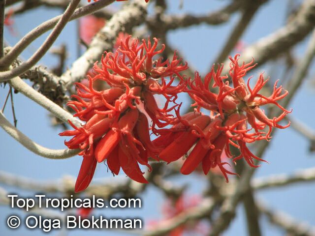 Erythrina abyssinica, Erythrina tomentosa, Coral Tree