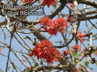 Erythrina abyssinica, Erythrina tomentosa, Coral Tree

Click to see full-size image