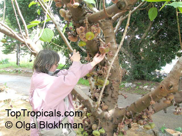 Ficus auriculata, Ficus roxburghii, Elephant ear fig tree, Giant Indian Fig