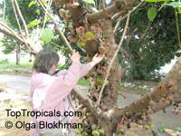 Ficus auriculata, Ficus roxburghii, Elephant ear fig tree, Giant Indian Fig

Click to see full-size image
