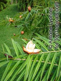 Freycinetia cumingiana, Freycinetia multiflora, Climbing Pandanus, Flowering Pandanus