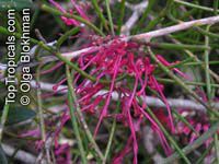 Hakea verrucosa , Warty-fruited Hakea 

Click to see full-size image