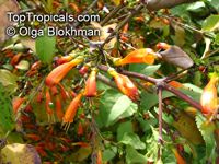 toptropicals.com