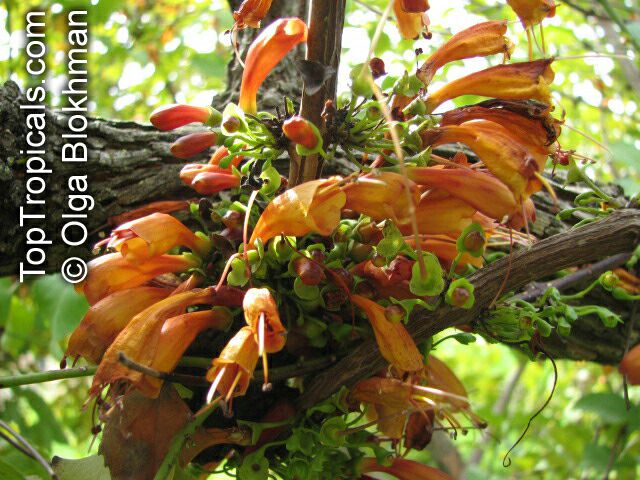 Halleria lucida , Tree Fuchsia 