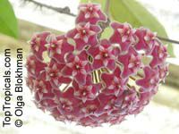 Hoya pubicalyx, Harlequin Wax Plant

Click to see full-size image