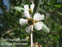 Leptospermum coriaceum, Green Teatree

Click to see full-size image