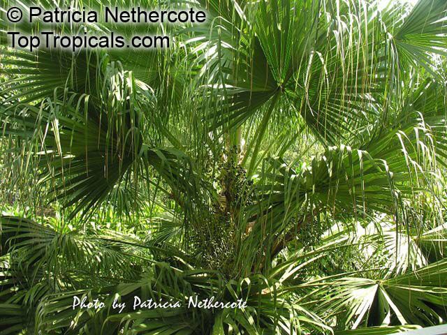 Livistona saribus, Livistona cochinchinensis, Taraw Palm, Serdang