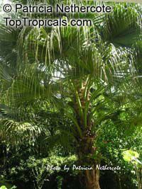Livistona saribus, Livistona cochinchinensis, Taraw Palm, Serdang

Click to see full-size image