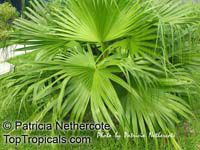 Livistona saribus, Livistona cochinchinensis, Taraw Palm, Serdang

Click to see full-size image