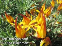Lotus berthelotii , Coral Gem, Pelican Beak, Parrot Beak 

Click to see full-size image