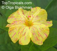 toptropicals.com