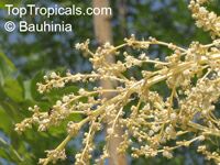 Nolina longifolia, Dasylirion longifolium, Beaucarnea longifolia, Mexican Grass Tree 

Click to see full-size image