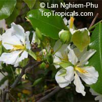 Ochna integerrima, Ochna thomasiana, Vietnamese Mickey Mouse Plant, Hoa Mai, Mai Vang, Hoang Mai

Click to see full-size image