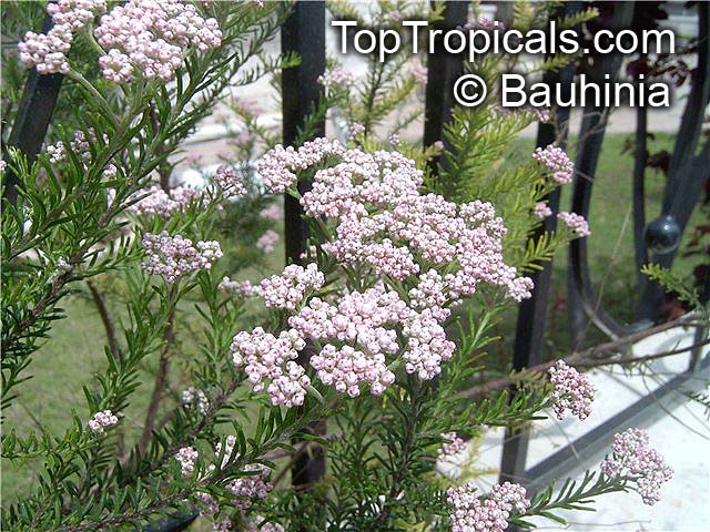 Ozothamnus diosmifolius, Helichrysum diosmifolium, Rice Flower, White Dogwood, Pill Flower, Sago Bush 