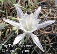 Pancratium maritimum, Sea Daffodil, Sea Lily, Sand Lily, Havatselet ha'Sharon

Click to see full-size image