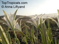 Pancratium maritimum, Sea Daffodil, Sea Lily, Sand Lily, Havatselet ha'Sharon

Click to see full-size image