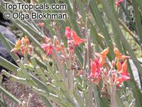 Euphorbia lomelii, Pedilanthus macrocarpus, Slipper Plant, Gallito