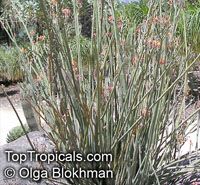 Euphorbia lomelii, Pedilanthus macrocarpus, Slipper Plant, Gallito

Click to see full-size image