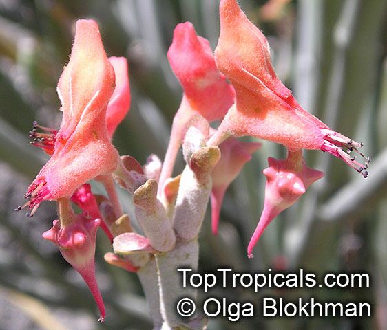 Euphorbia lomelii, Pedilanthus macrocarpus, Slipper Plant, Gallito