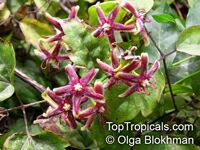 Periploca graeca, Silk vine

Click to see full-size image