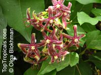 Periploca graeca, Silk vine

Click to see full-size image
