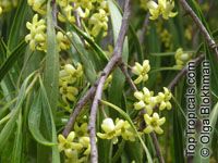 Pittosporum phillyraeoides, Pittosporum angustifolium, Willow Pittosporum, Butterbush, Native Apricot

Click to see full-size image