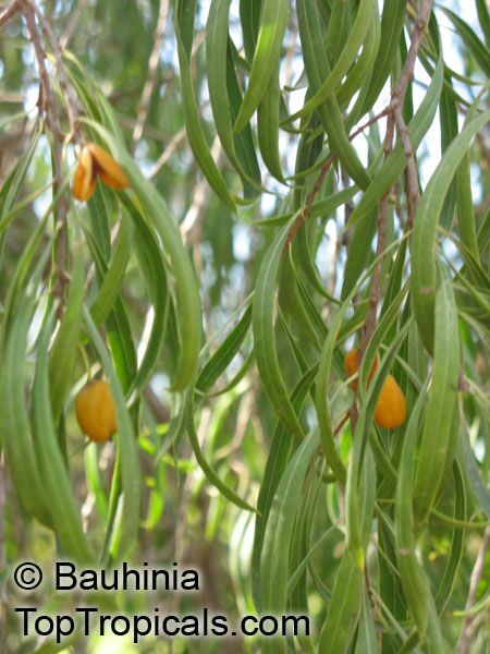 Pittosporum phillyraeoides, Pittosporum angustifolium, Willow Pittosporum, Butterbush, Native Apricot