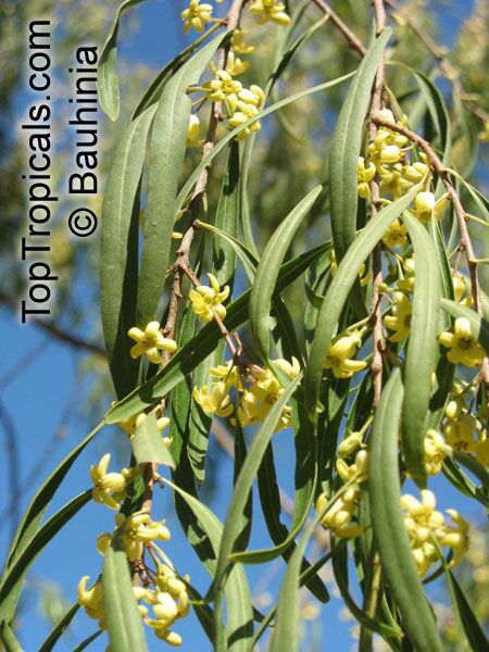 Pittosporum phillyraeoides, Pittosporum angustifolium, Willow Pittosporum, Butterbush, Native Apricot