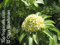 Pittosporum viridiflorum , Cheesewood

Click to see full-size image