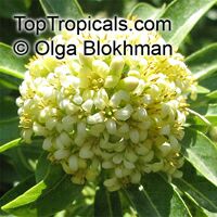 Pittosporum viridiflorum - seeds

Click to see full-size image