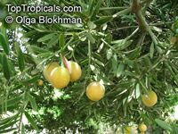 Podocarpus falcatus, Outeniqua Yellowwood

Click to see full-size image