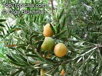 Podocarpus falcatus, Outeniqua Yellowwood

Click to see full-size image