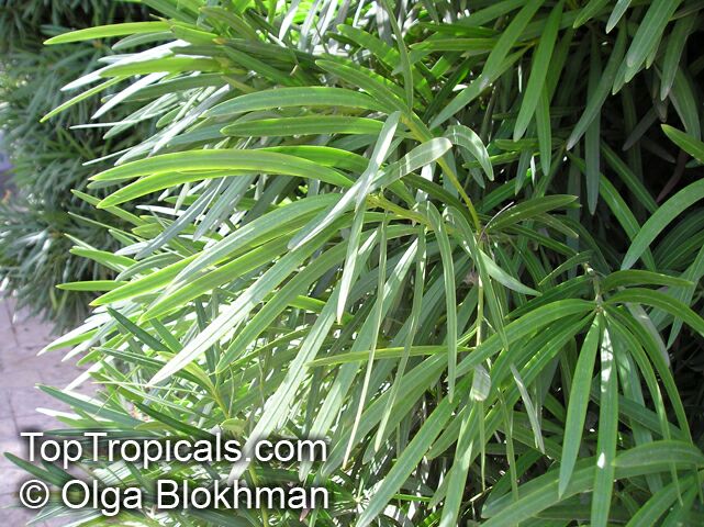 Podocarpus macrophyllus, Buddhist Pine, Chinese Yew, Kusamaki, Inumaki