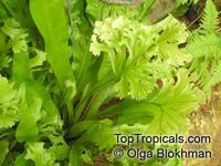 Polypodium polycarpon, Microsorum punctatum, New Guinea Microsorum

Click to see full-size image