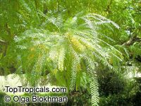 Prosopis juliflora, Velvet mesquite

Click to see full-size image
