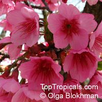 Prunus campanulata, Taiwan Cherry, Formosan Cherry