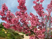 Prunus campanulata, Taiwan Cherry, Formosan Cherry

Click to see full-size image