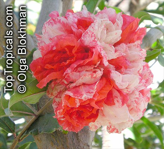 Punica Granatum Flore Pleno Flowering Pomegranate Noshi Shibari Double Flower Pomegranate Toptropicals Com