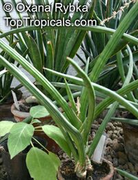 Sansevieria cylindrica, Sansevieria stuckyi, Snake Plant

Click to see full-size image